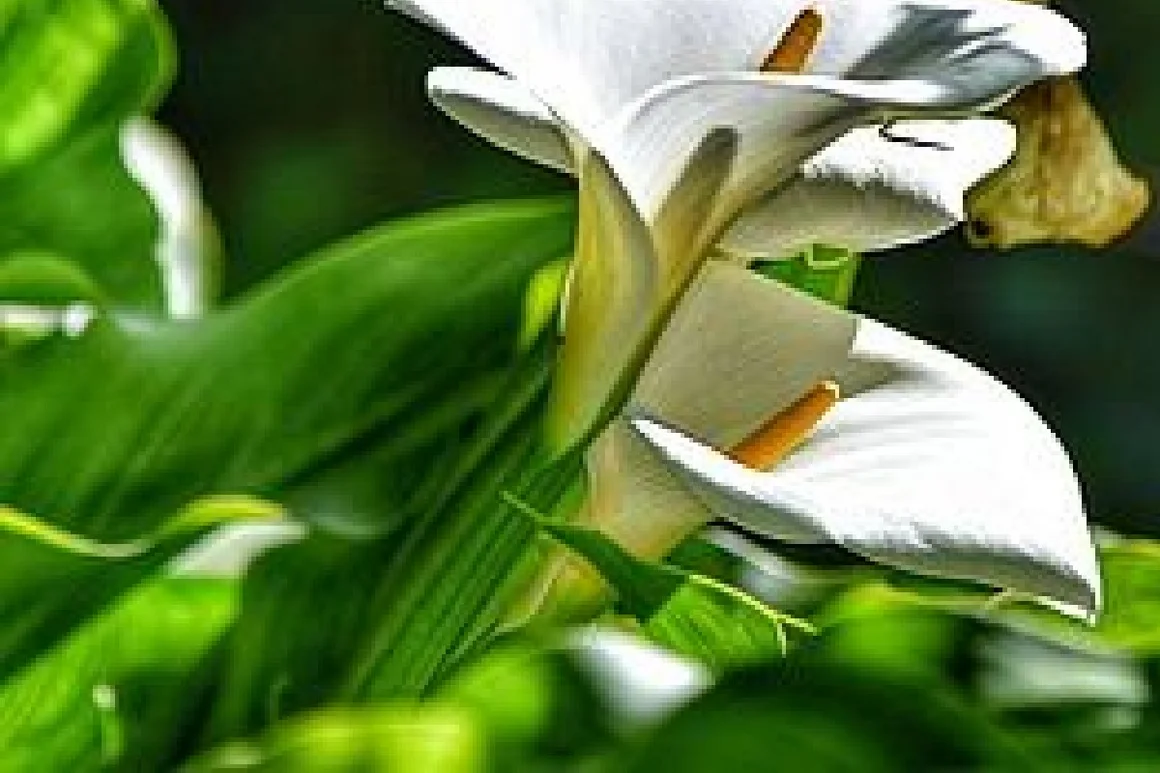 Zwei weiße Lilien mit grünen Blättern